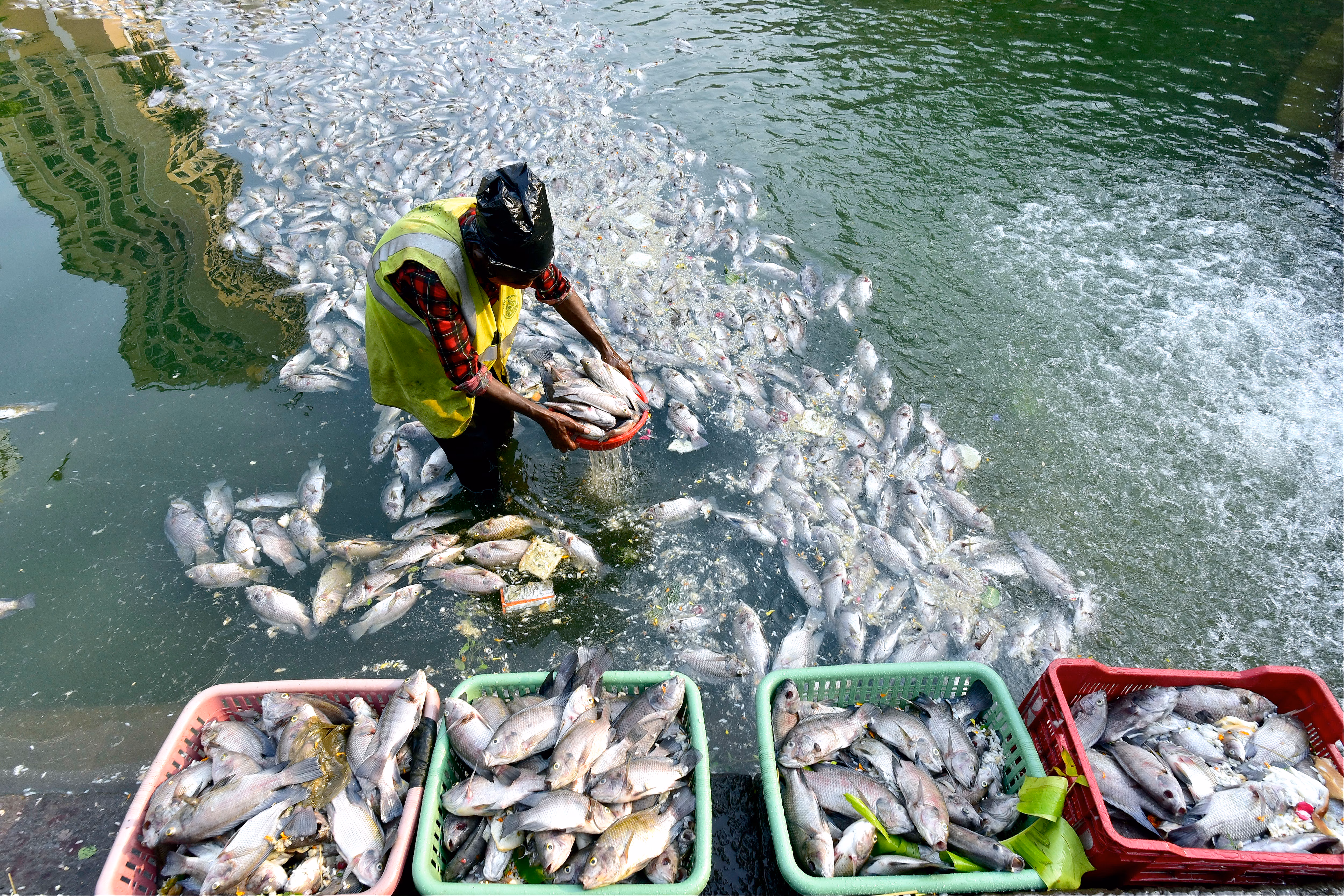 Fisheries Operations 4